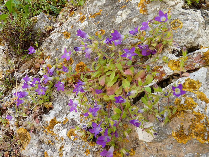 Altra Campanula del Peloponneso: Campanula drabifolia